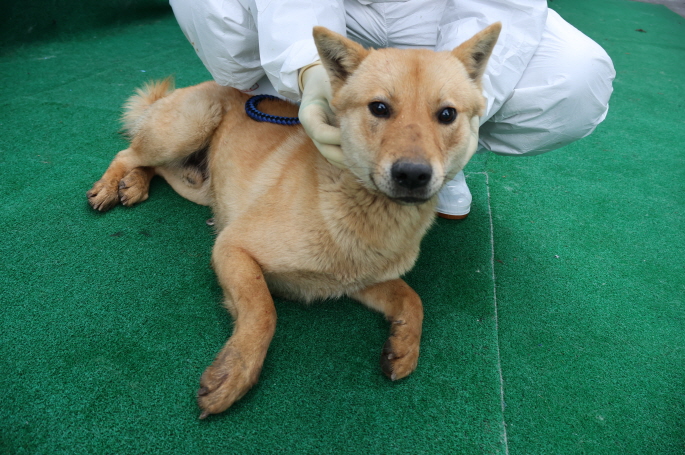 제주 동물보호센터_450650202500485